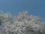 pict2302.jpg